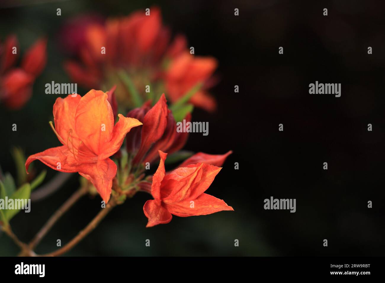 Rhododendron bush with bright orange flowers, low-key Stock Photo