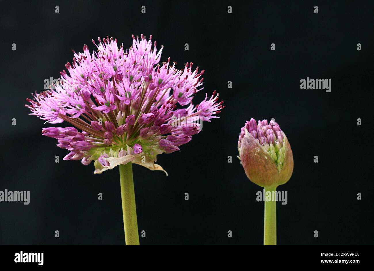 Ornamental leek, once violet flowering and once as a bud against a dark background Stock Photo