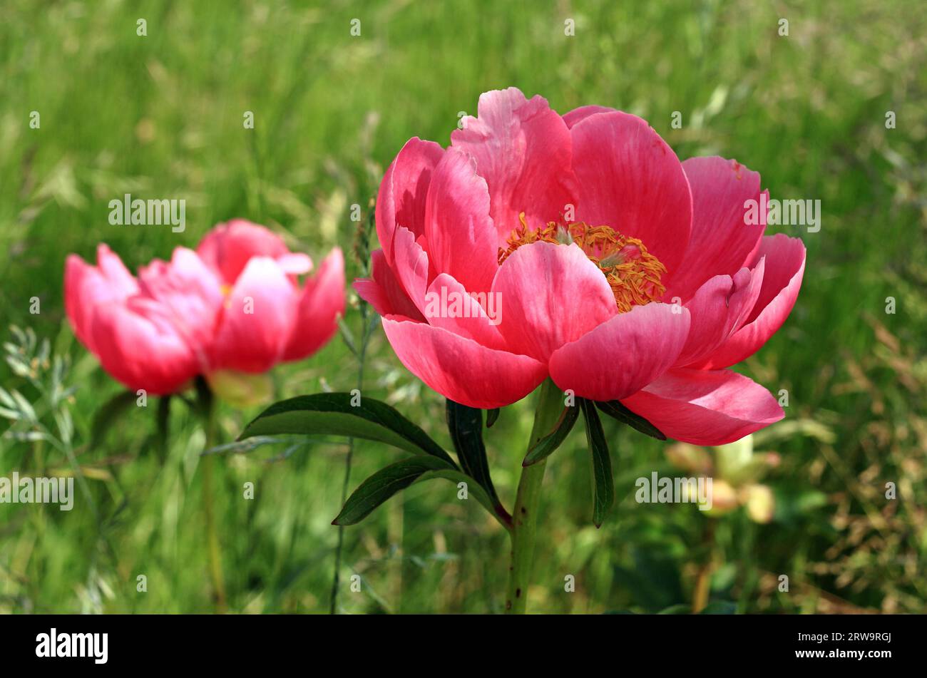 Two pink flowering peonies with green garden as background, taken with ...