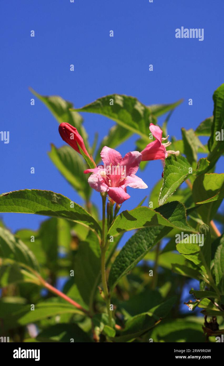 Pink flowering weigelie with green leaves against a blue sky Stock Photo