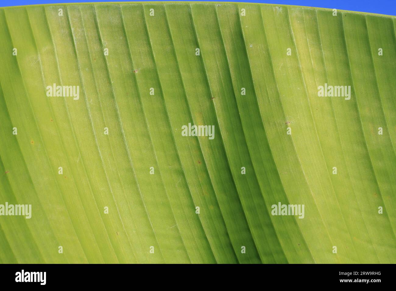 Green banana leaf, background blue sky Stock Photo - Alamy