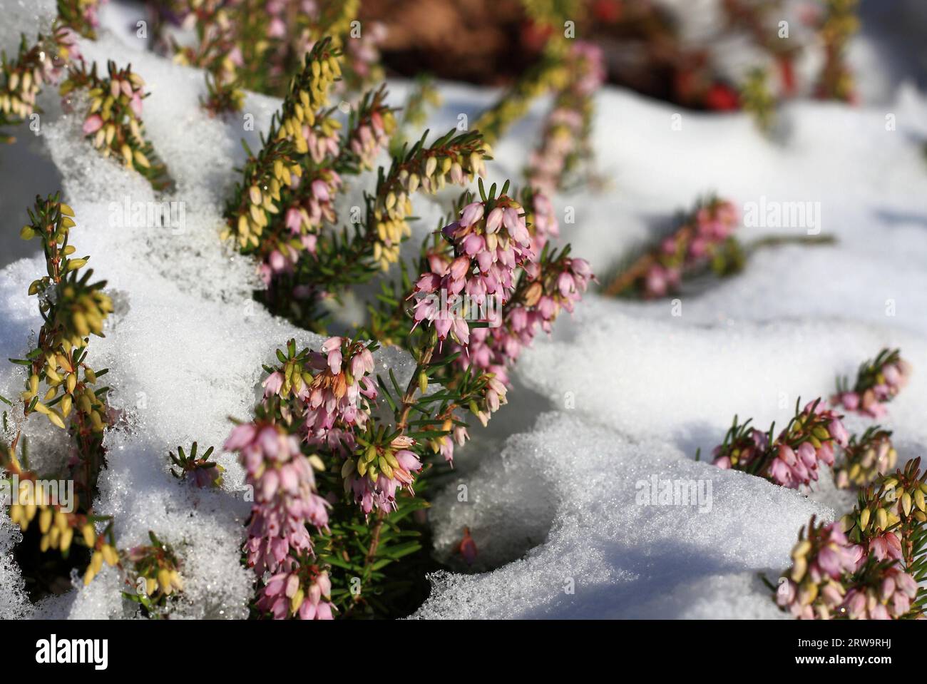 Pink flowering heather, partly covered by snow Stock Photo