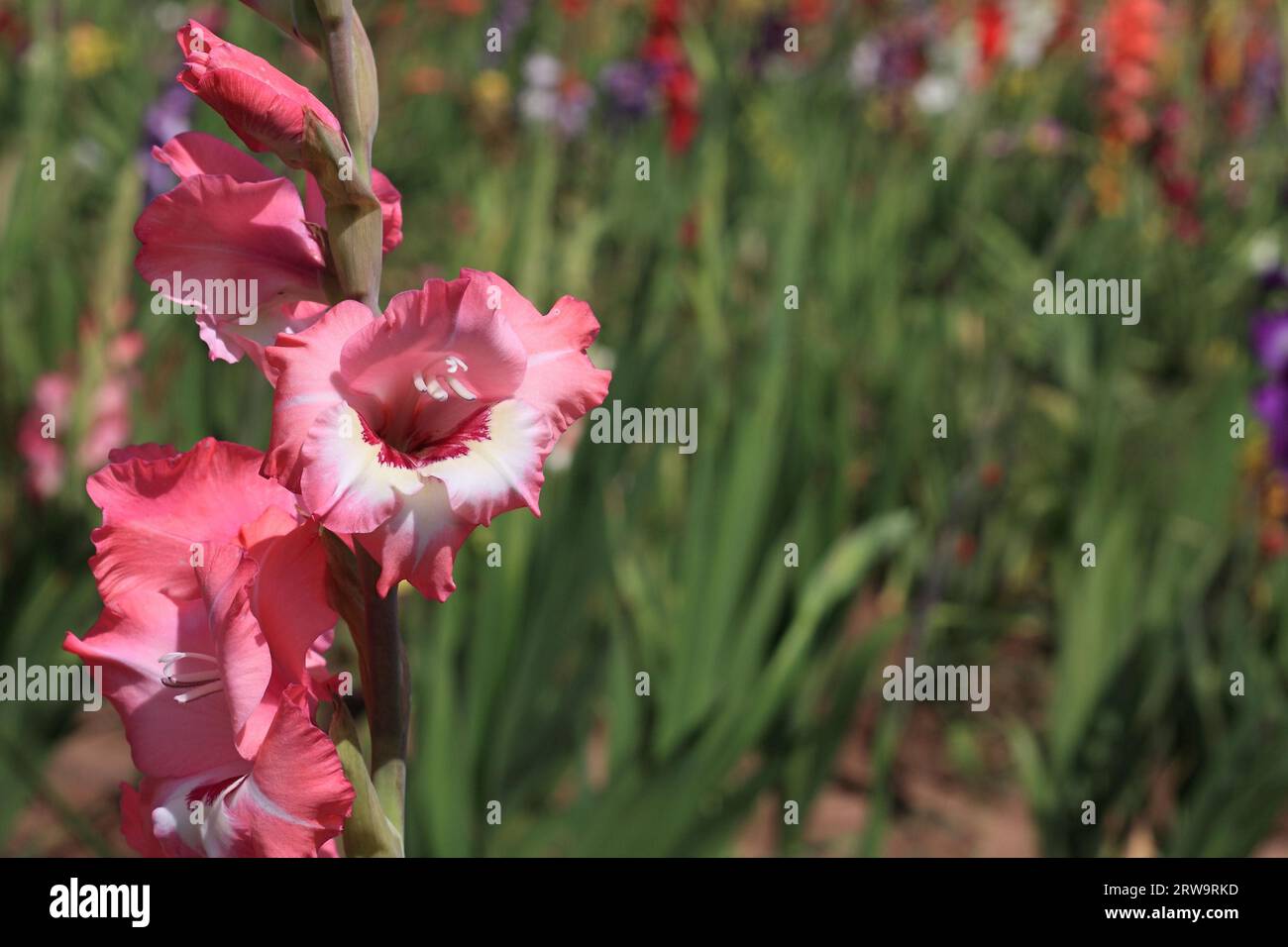 Pink-white variegated gladiolus, background colourful gladioli in blur Stock Photo