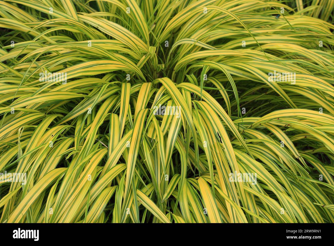 Variegated ornamental grass hires stock photography and images Alamy