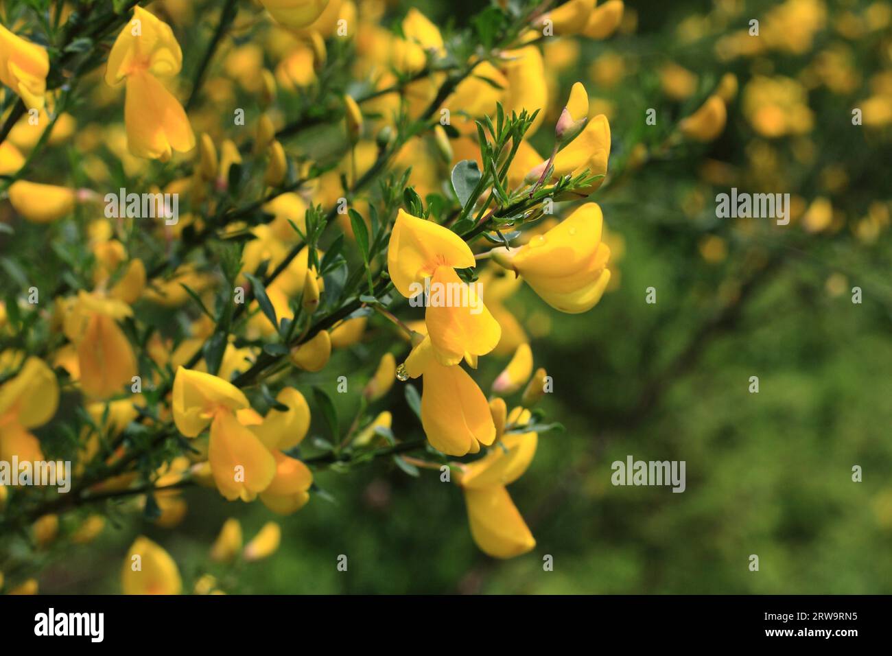 Yellow flowering broom bush, detail, taken with depth of field Stock