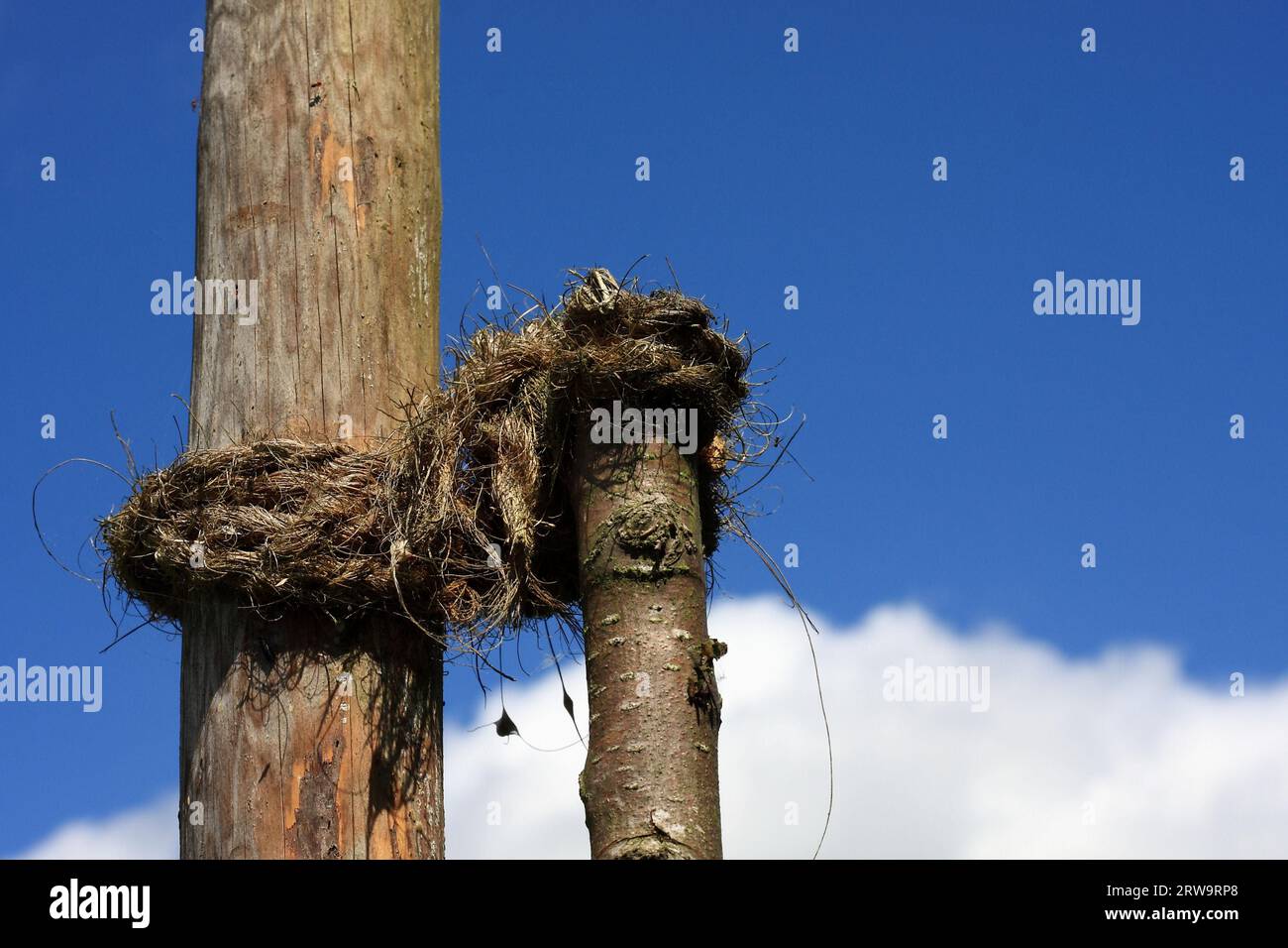 Tree trunks connected by a hemp rope, background blue-white sky Stock Photo