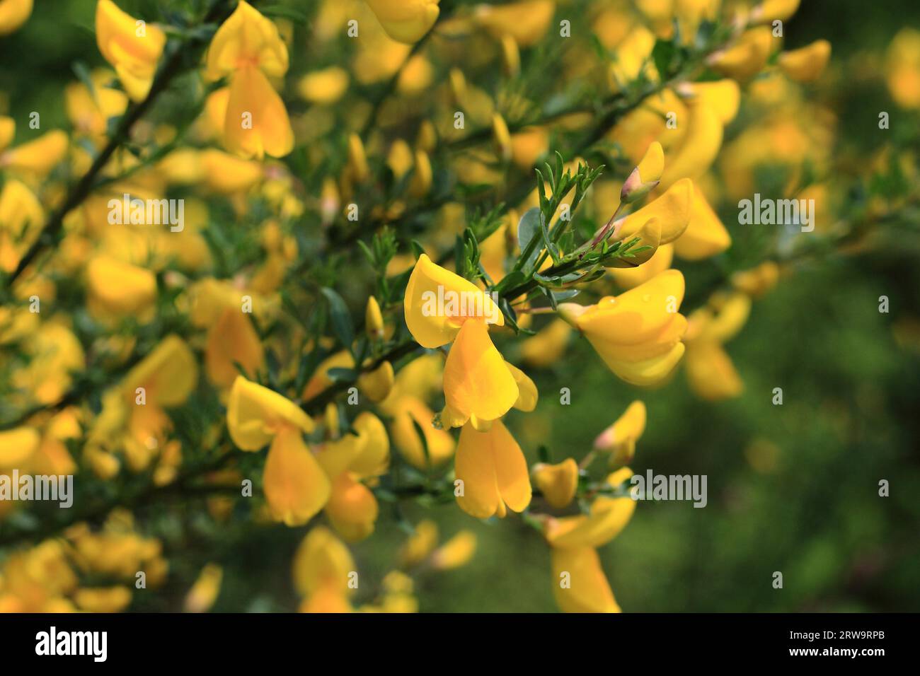 Yellow broom bush, detail, taken with depth of field, background green