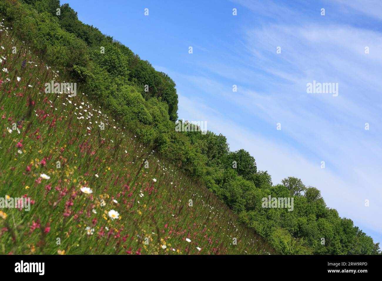 Forest meadow blue flowers hi-res stock photography and images - Alamy