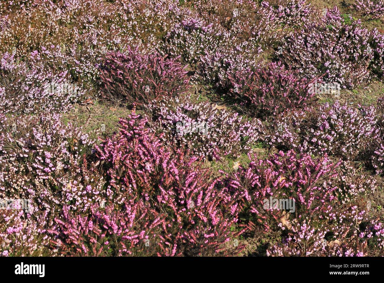 Red heather, photographed full-frame Stock Photo