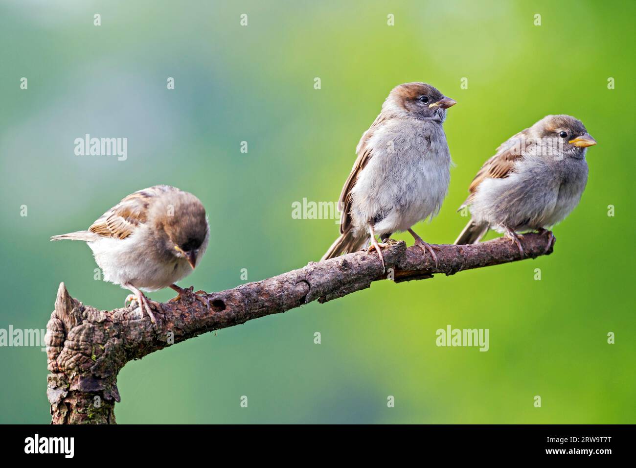 House Sparrow (Passer domesticus), fledged young birds start feeding