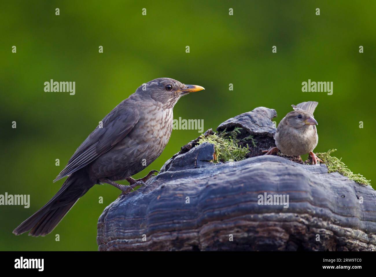 Blackbird, the male defends his breeding territory, chasing away other males (Photo female Eurasian Blackbird (Turdus merula) and juvenile House Stock Photo