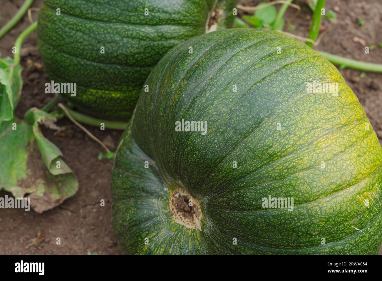 Big pumpkins are ripening in the vegetable garden bed Stock Photo - Alamy