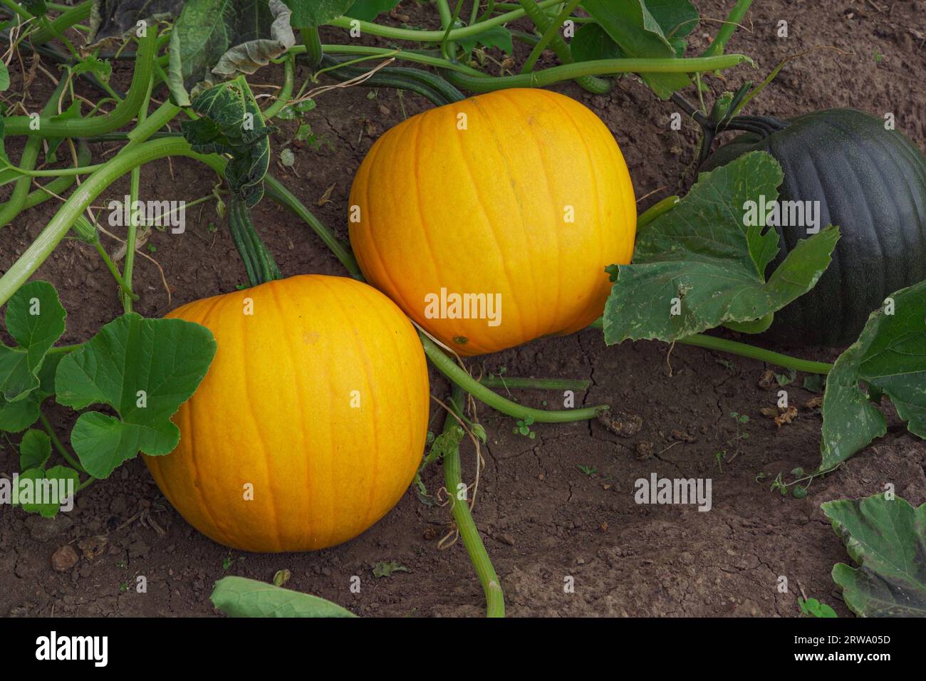 Big pumpkins are ripening in the vegetable garden bed Stock Photo - Alamy