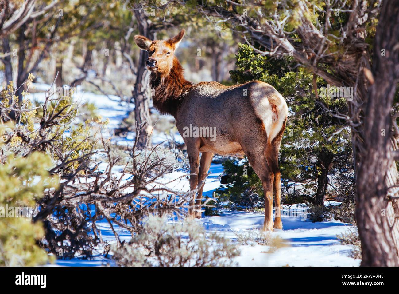 A wild mule deer wanders around the South Rim at the Grand Canyon, Arizona, USA Stock Photo