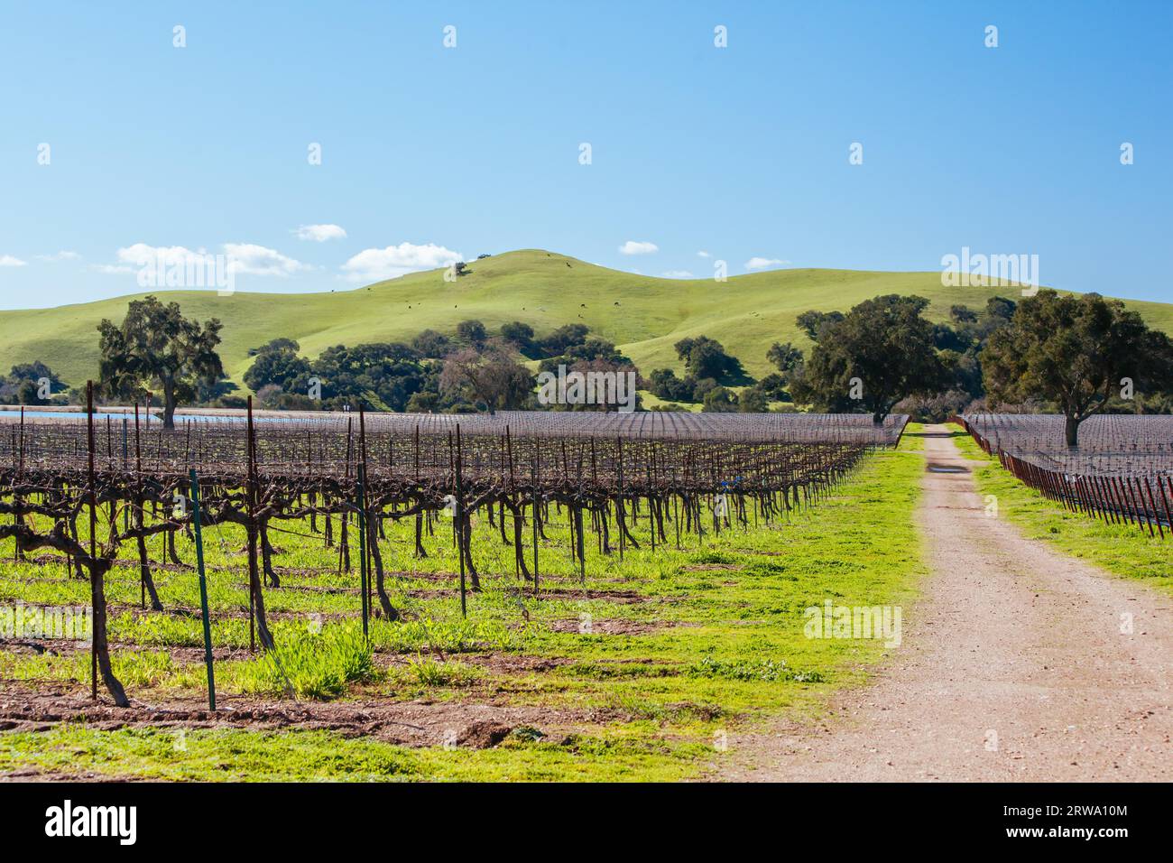 Winter vines in Santa Ynez Valley wine region at Firestone Winery in