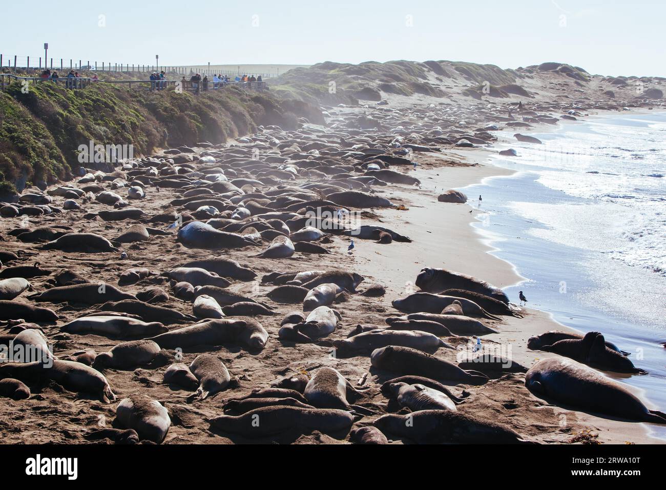 Hundreds of elephant seals lay on a beach during mating season near San