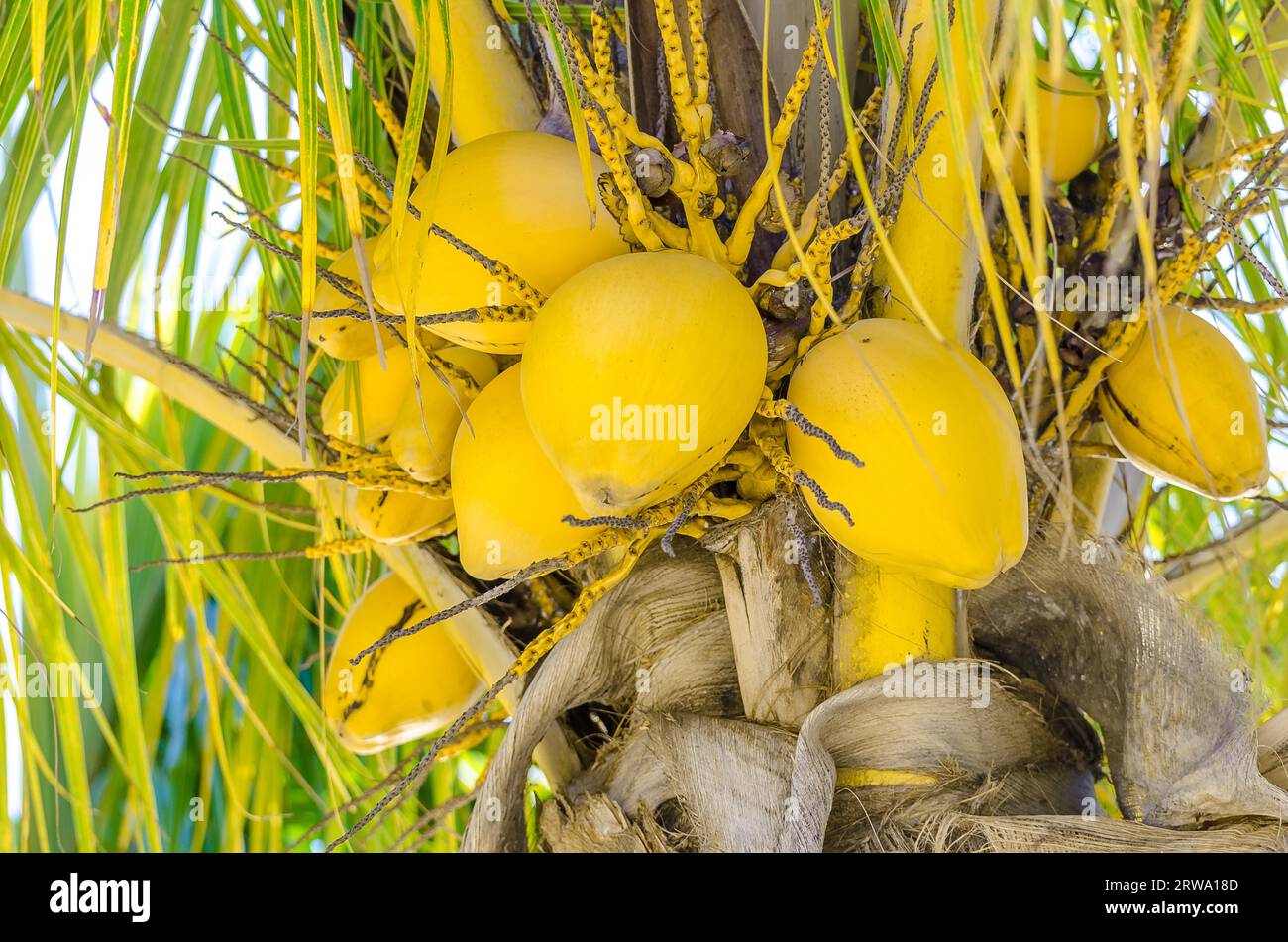 Coconut palm tree at the mambo beach grove in Curacao Stock Photo