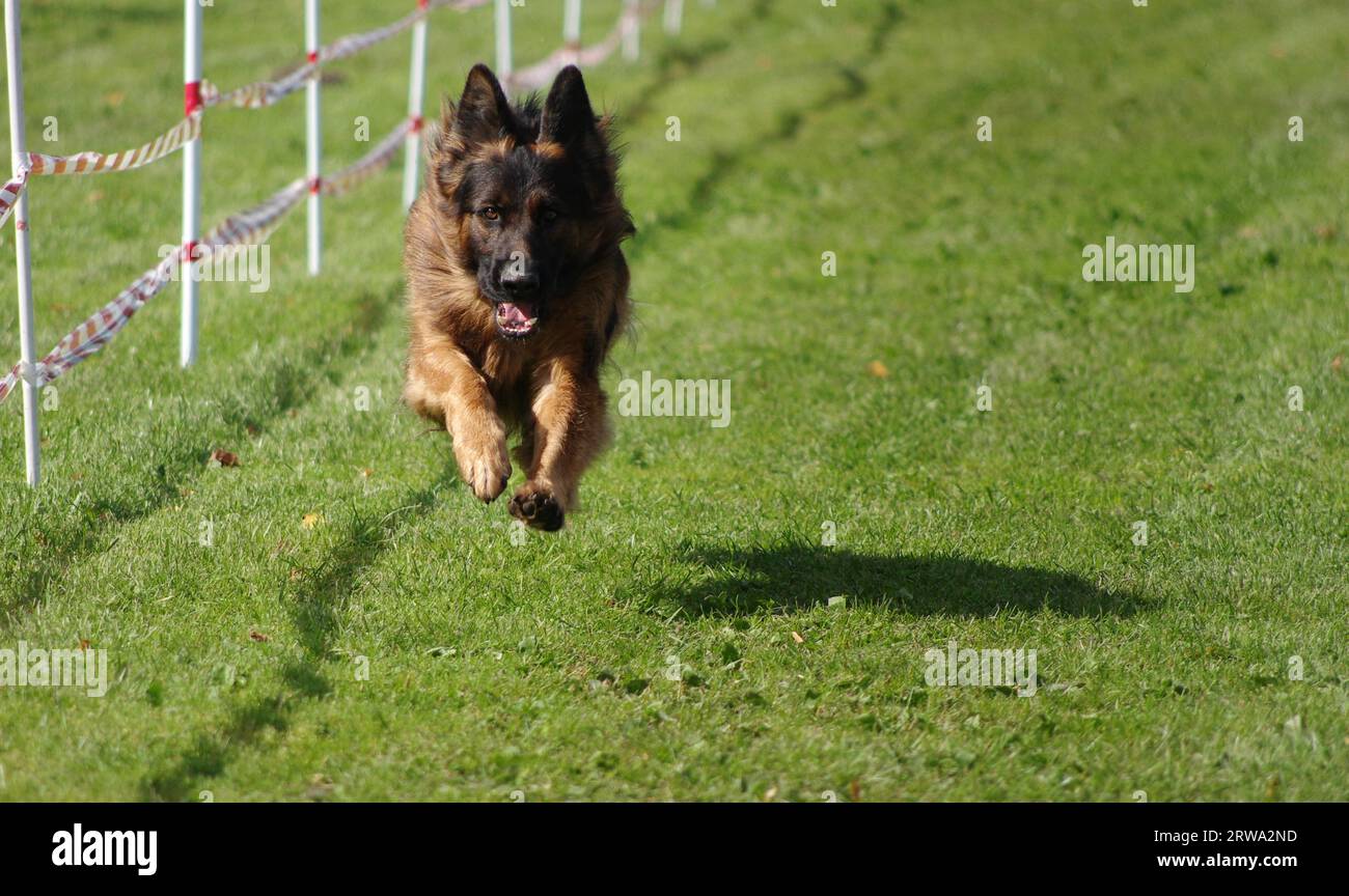 Racing dog hires stock photography and images Alamy