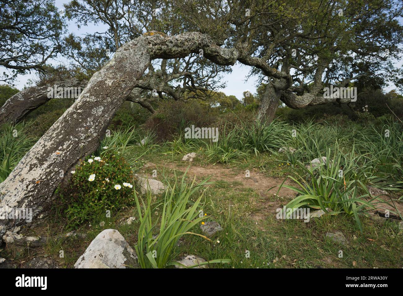 Wind Bowed Holm Oaks on the Giare di Gesturi, Sardinia Wind Bowed oaks on the Giare di Gesturi, Sardinia, Sardinia, Italy Stock Photo