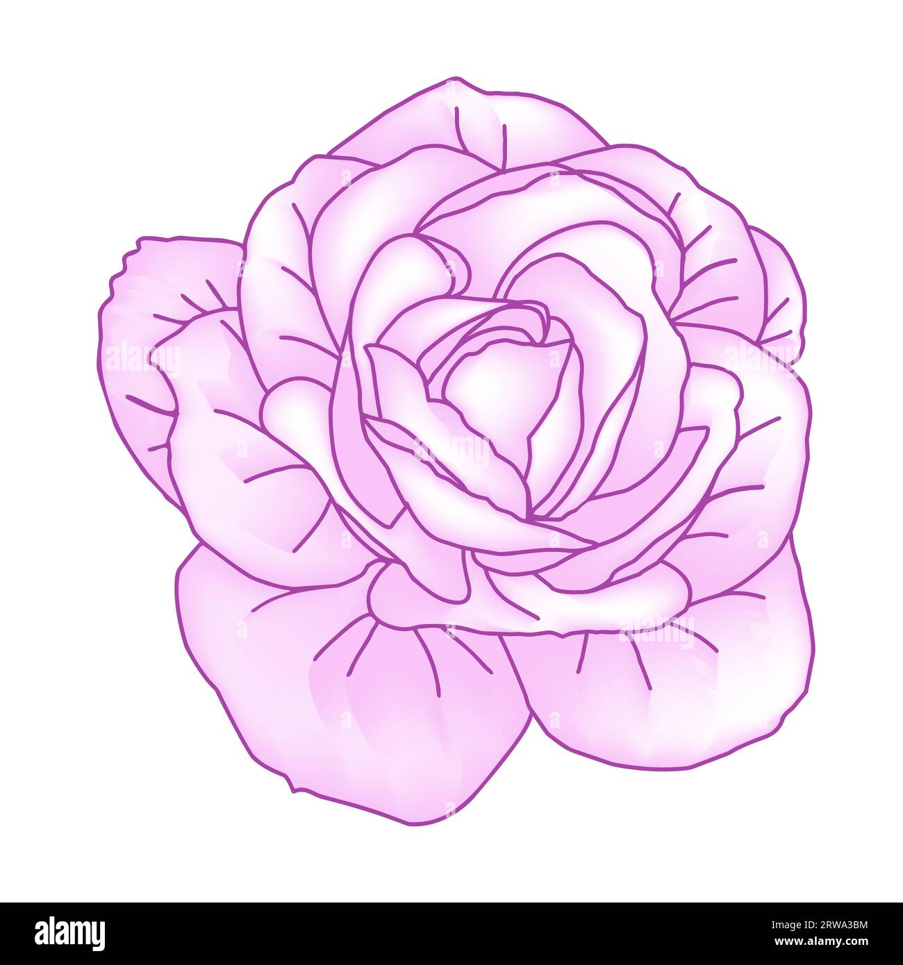 Hand drawn roses head in pink color for packaging, social media post, cover, banner, creative post and wall arts. Isolated outline rose bud sketches i Stock Vector