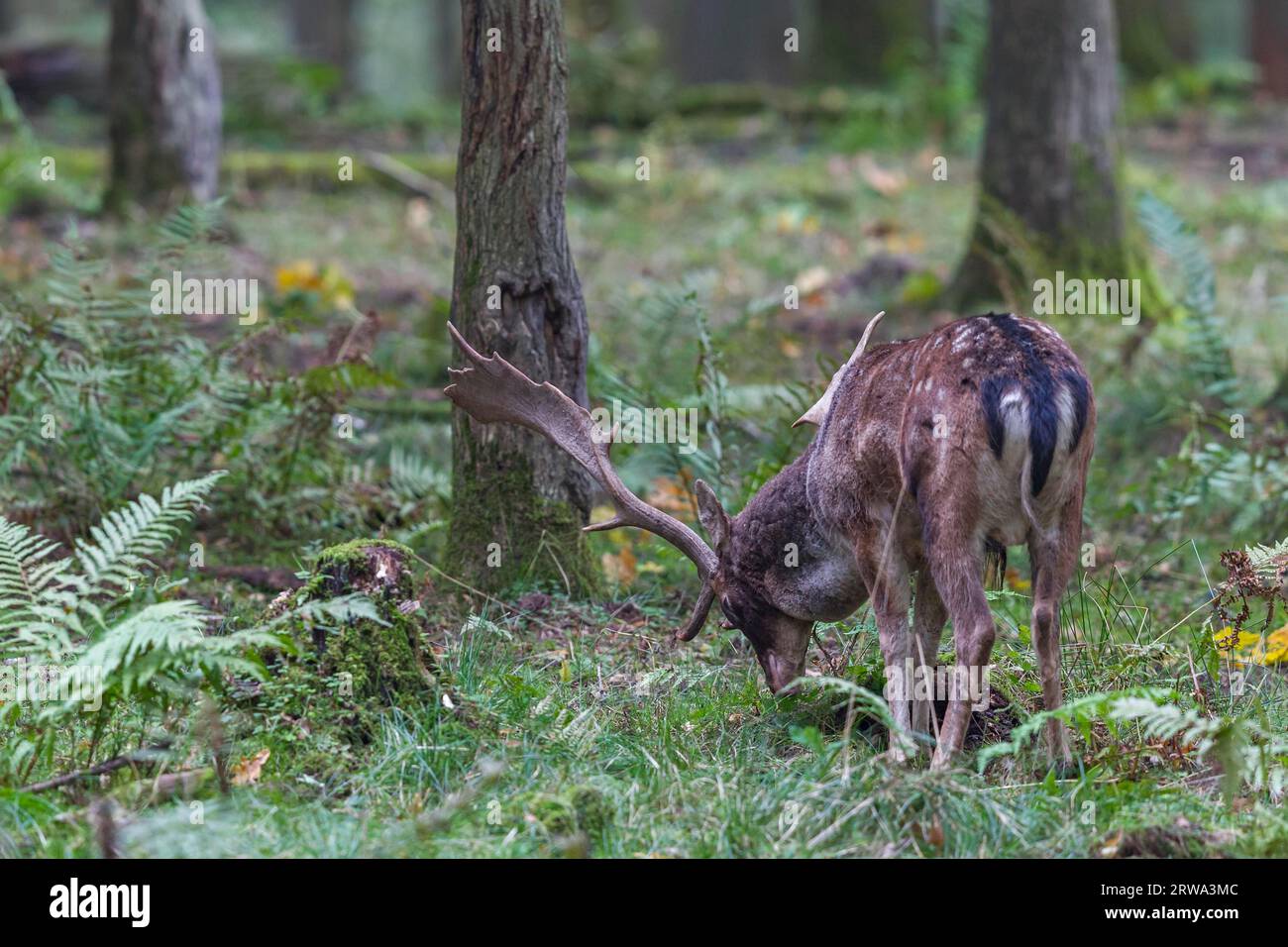 Fallow Deer, in front of and during the rut the deer like to attack branches, small trees and other vegetation (Photo Fallow Deer (Dama dama) forks Stock Photo