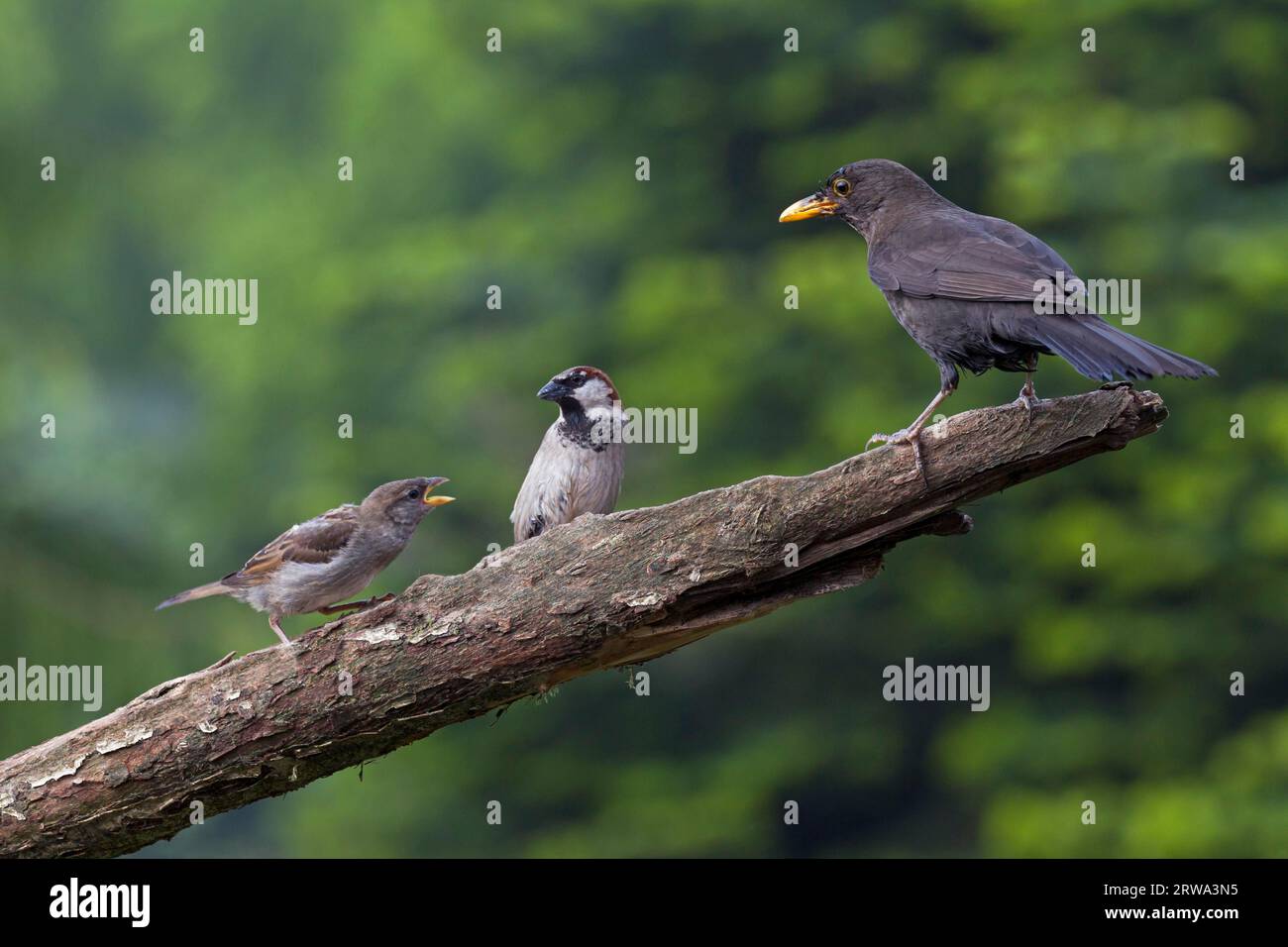 Blackbird and House Sparrows (Passer domesticus) sitting on a branch, Common Blackbird (Turdus merula) male and House Sparrows sitting on a branch Stock Photo