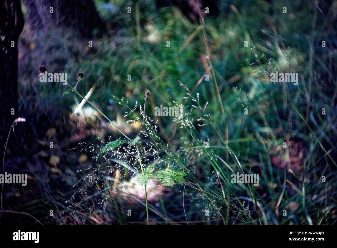 Wild grass in the forest, close up Stock Photo