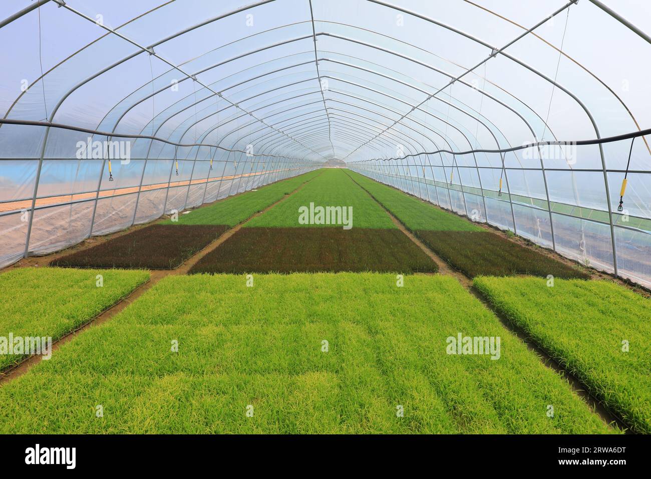 Rice breeding hi-res stock photography and images - Alamy