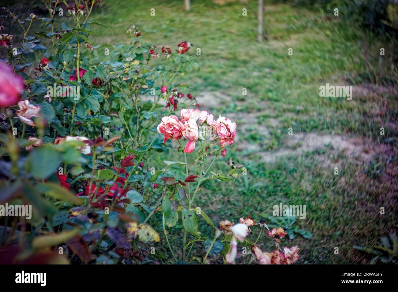 fading rose flowers on the bushes, in summer Stock Photo