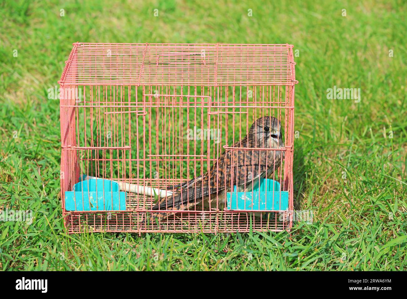 Young Falcon in a cage, Luannan County, Hebei Province, China Stock Photo
