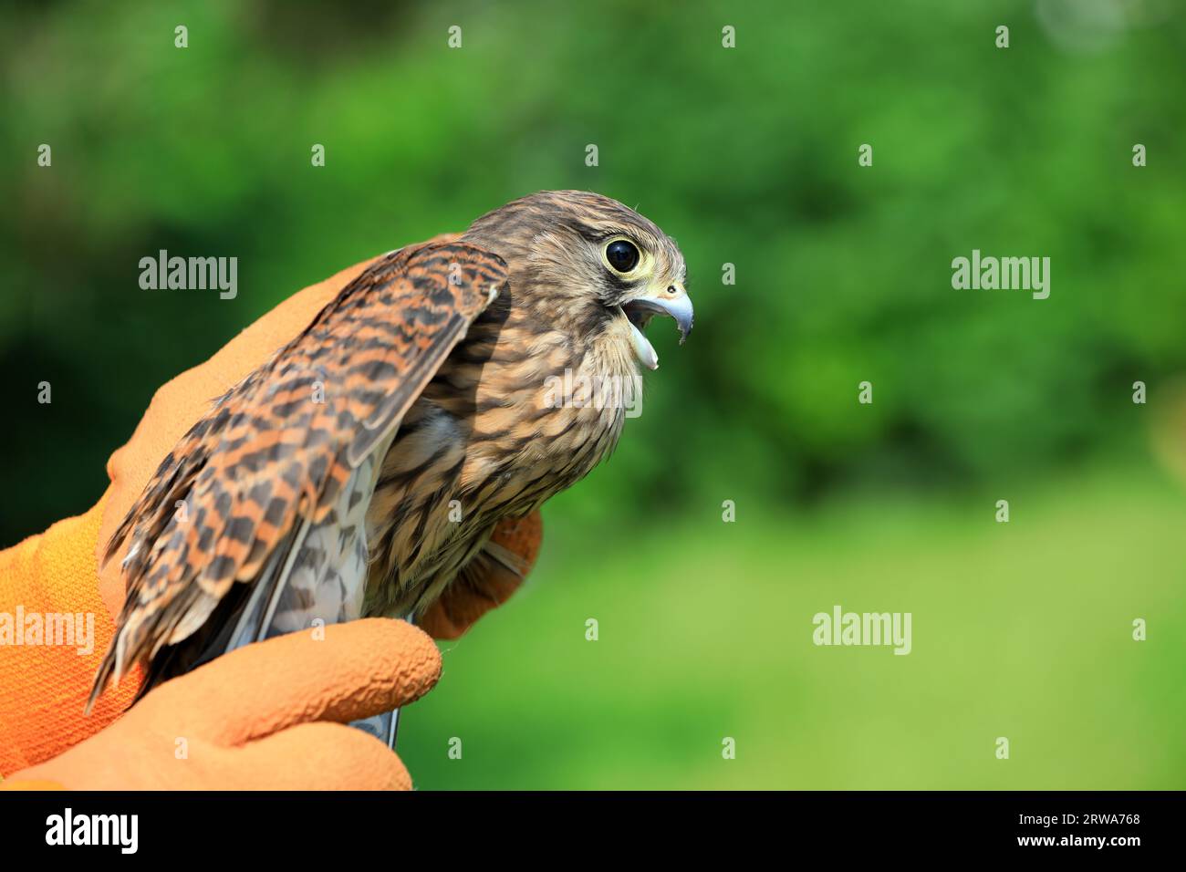 Wild Bird Rescue Workers Hold Red Falcon in Their Hands for Observation, China Stock Photo