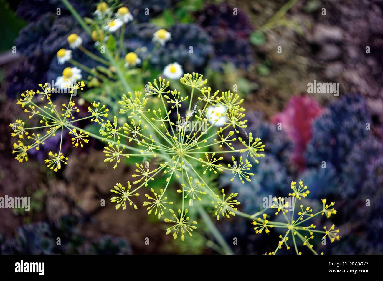 dill inflorescences in the garden, in summer Stock Photo