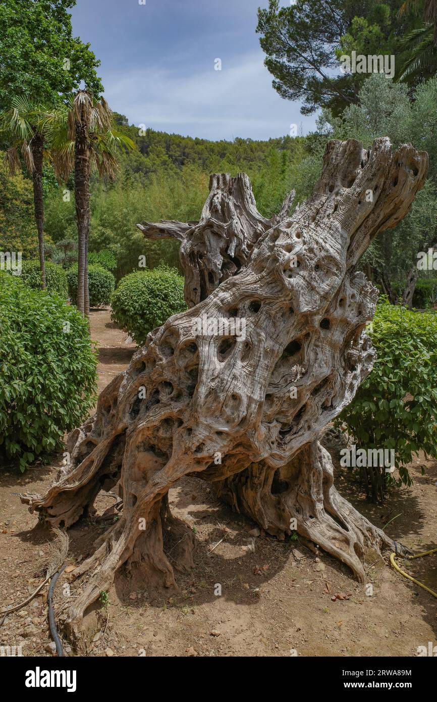 Mallorca, Spain 23 July, 2023 An old Olive tree stump at the