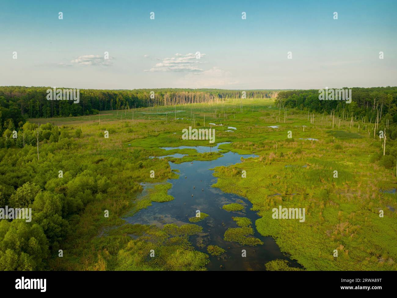 An aerial view of a tranquil pond surrounded by lush greenery Stock ...