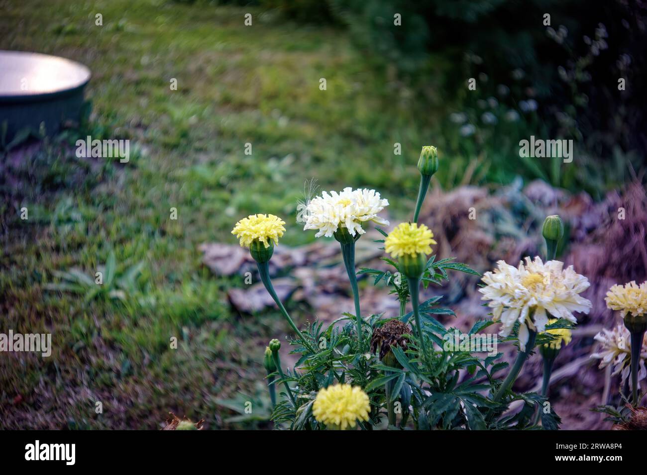 colorful flowers in the garden, in summer Stock Photo