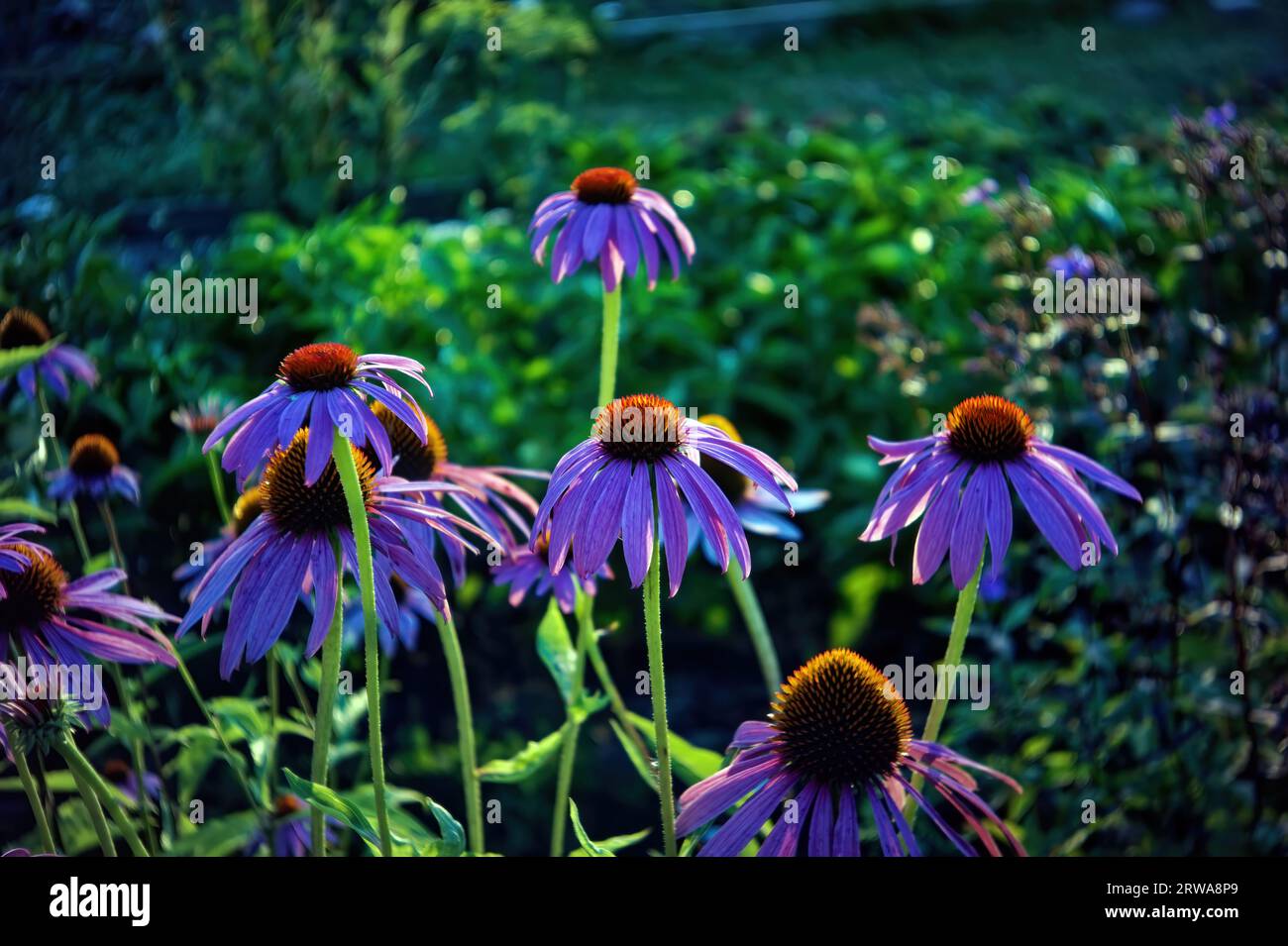 colorful flowers in the garden, in summer Stock Photo