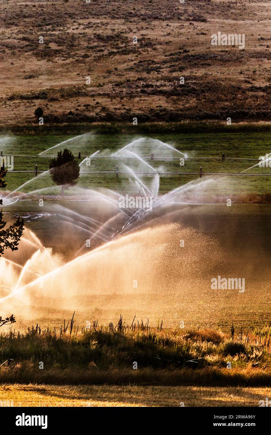 Back lit watering sprinklers over farm land Stock Photo