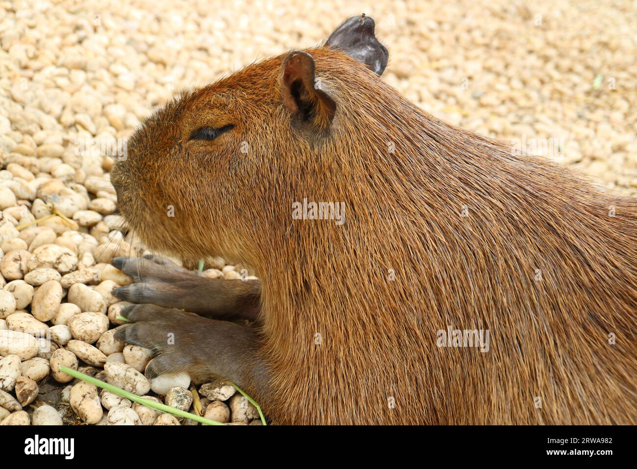 Closeup of Capybara, the World's Largest Rodent Stock Photo