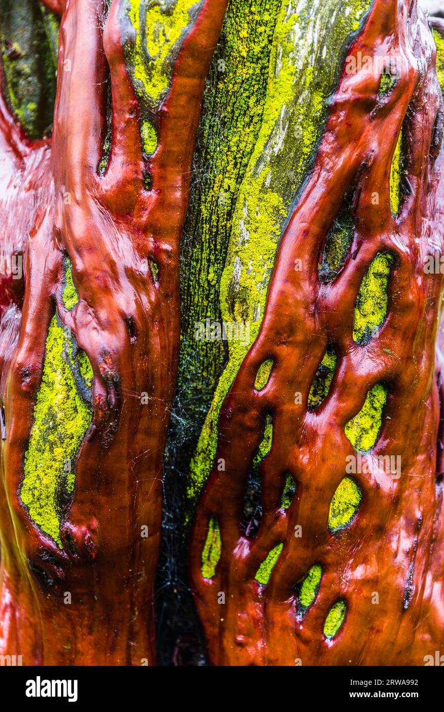 Close-up detail of the trunk of a manzanita tree. Stock Photo