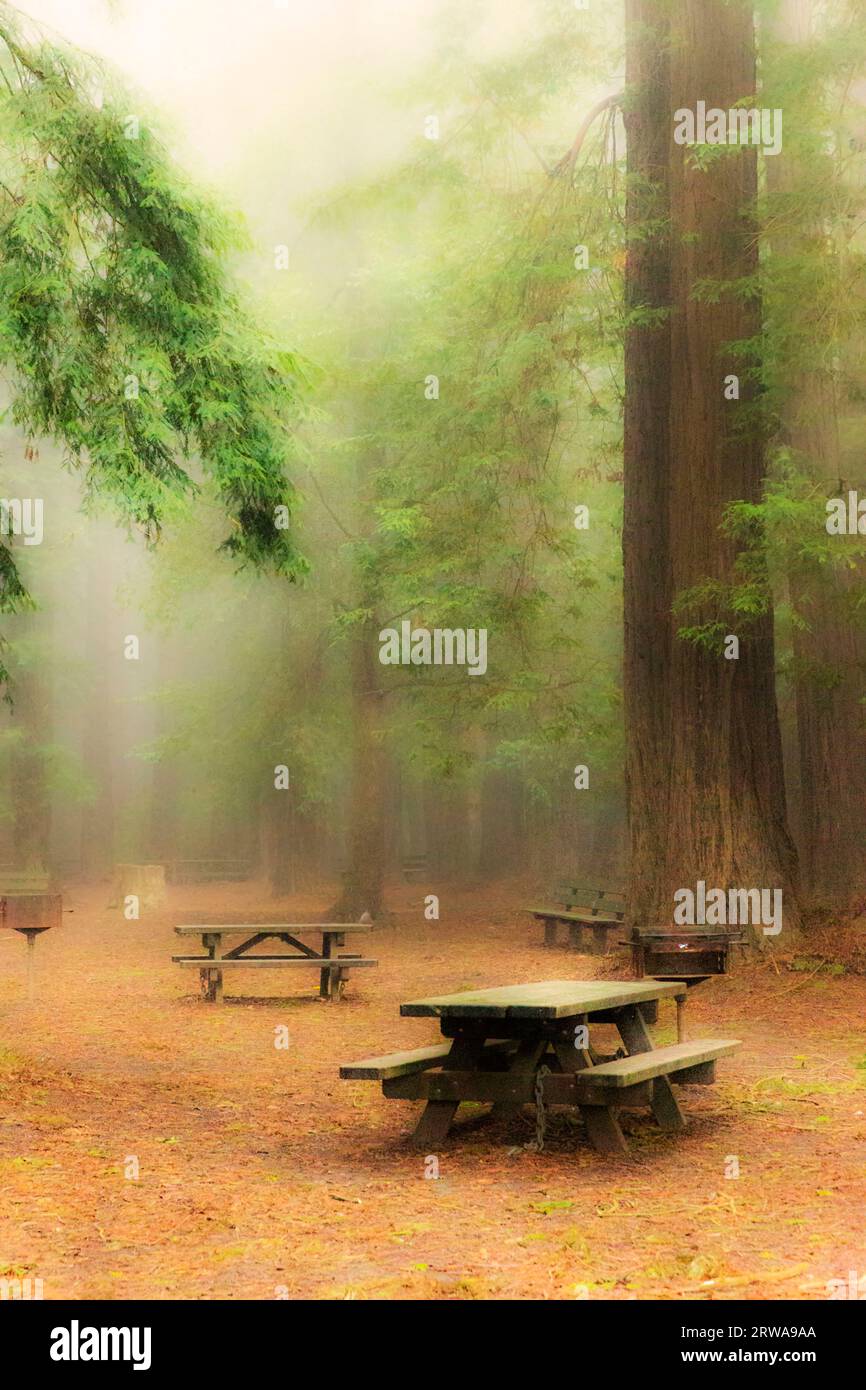 Picnic Tables And Redwood Trees On A Foggy Morning In California Stock Photo
