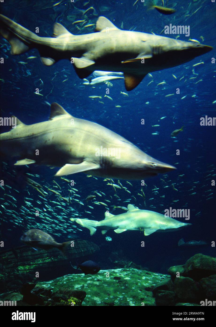 Great Barrier Reef - Sydney Aquarium Australia; Sharks in Australia Stock Photo