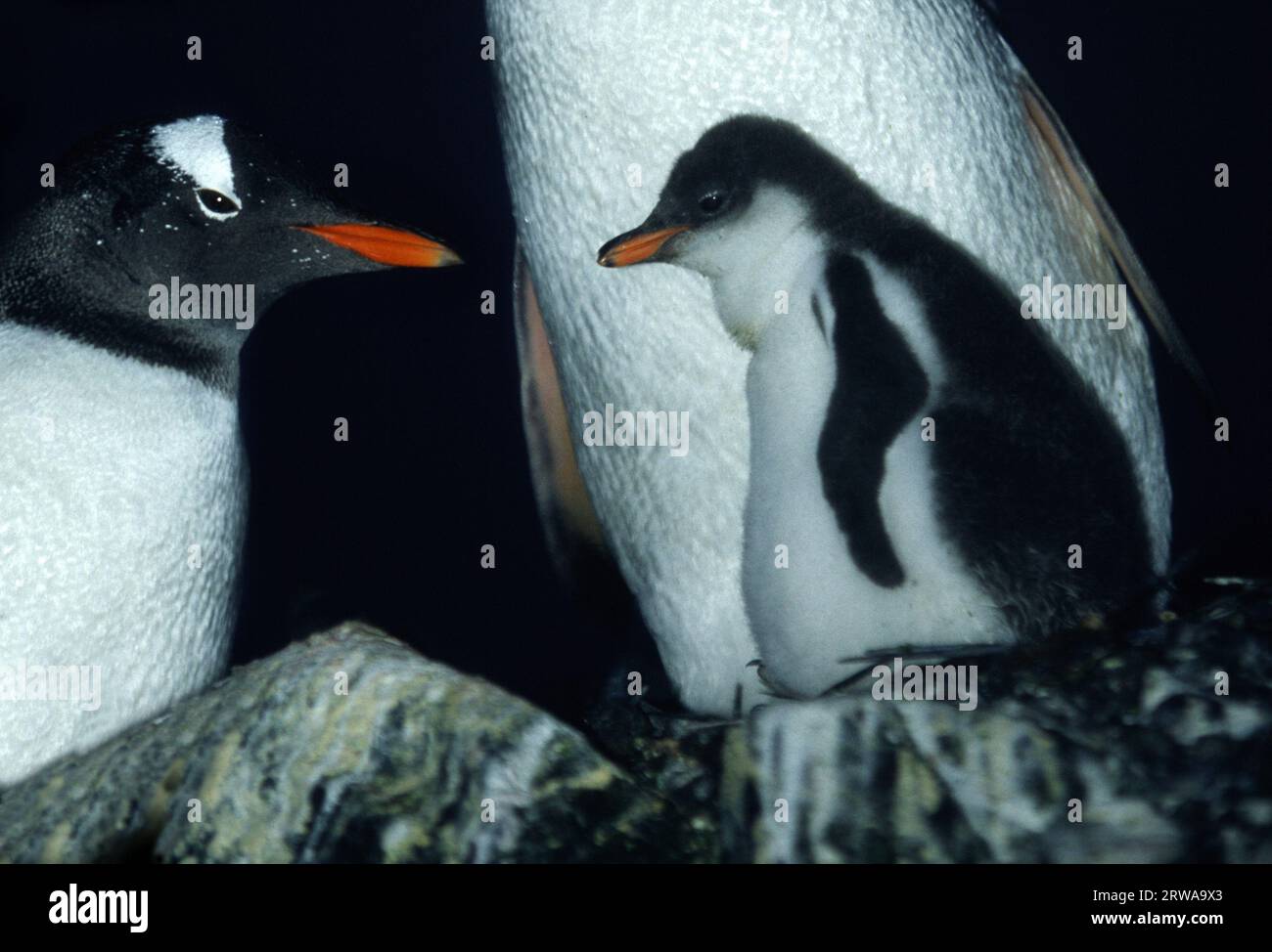 Aitcho Island - Antarctic Peninsula Antarctica; Gentoo penguins with chick Stock Photo