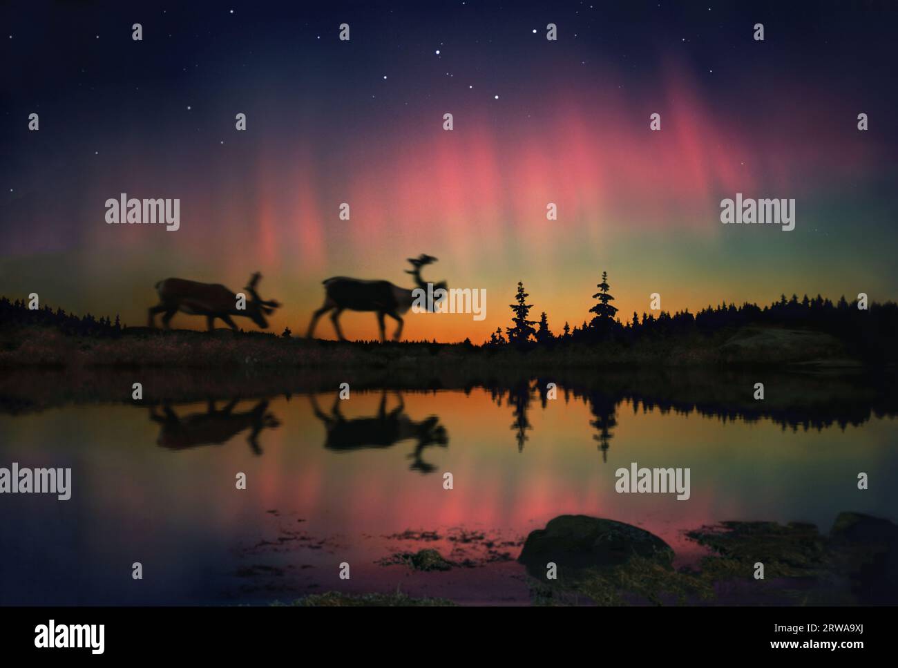 Aurora borealis, reindeer Stock Photo