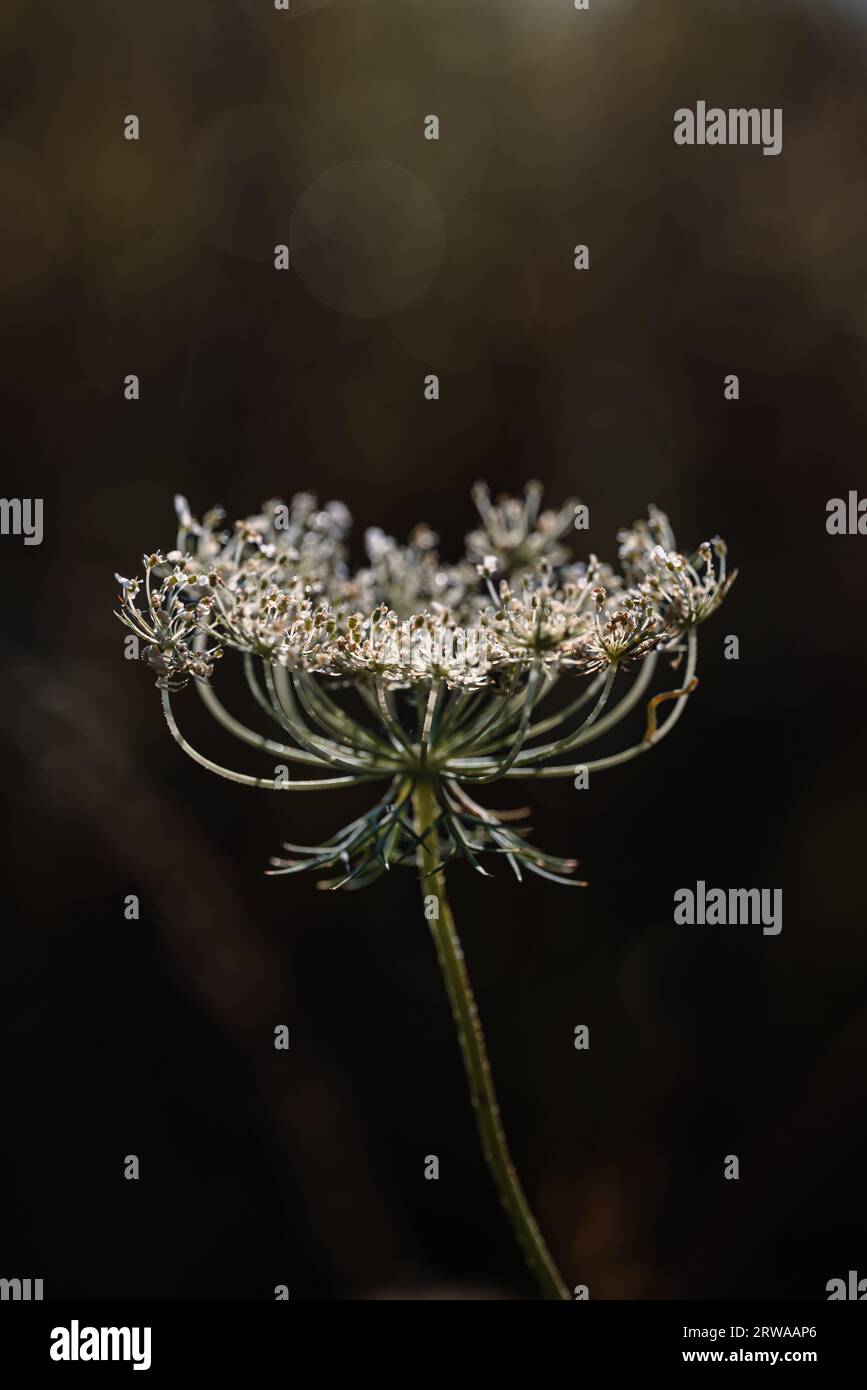 Wildflower in sun hi-res stock photography and images - Alamy