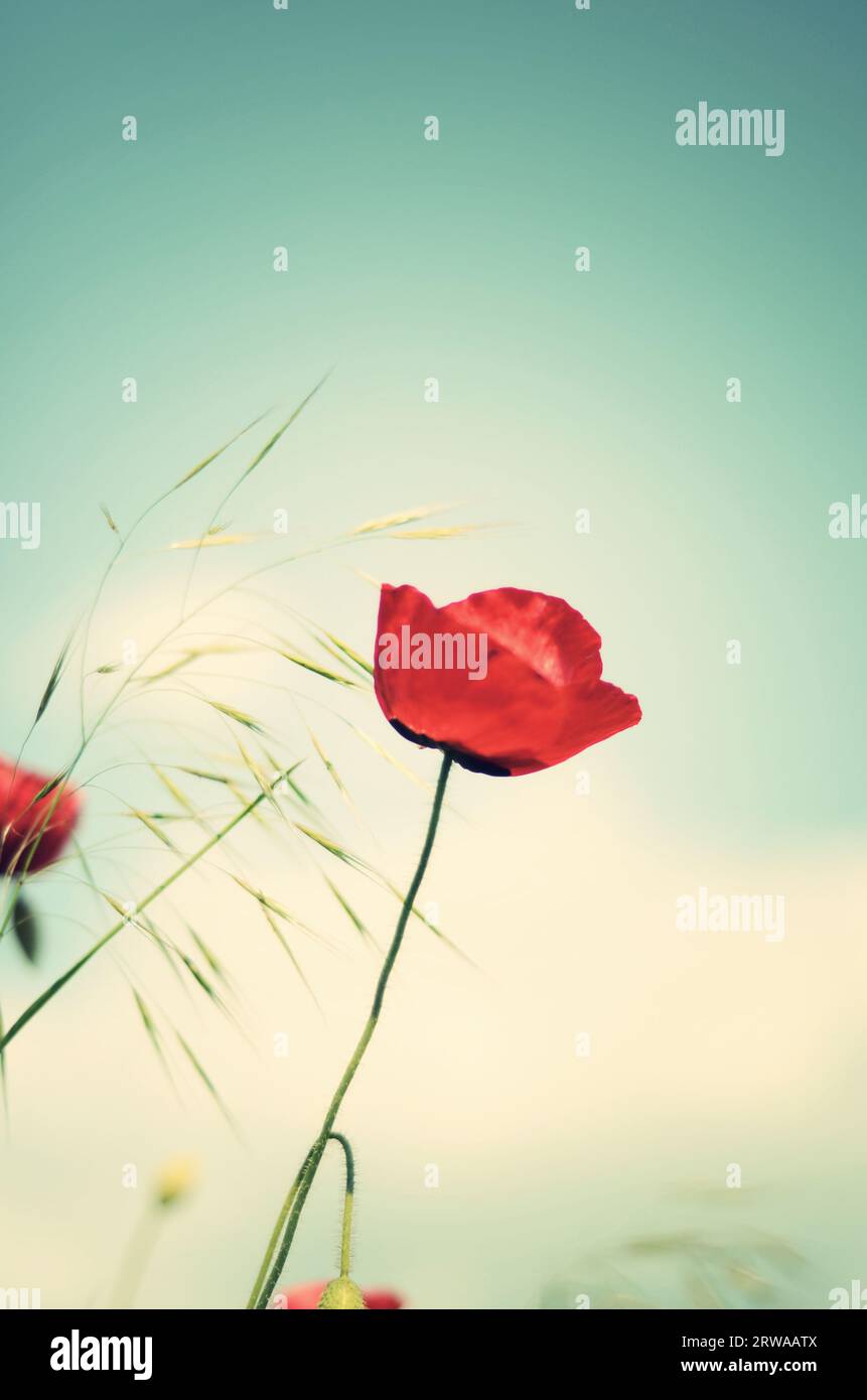 Summer beautiful photo flowers hi-res stock photography and images - Alamy