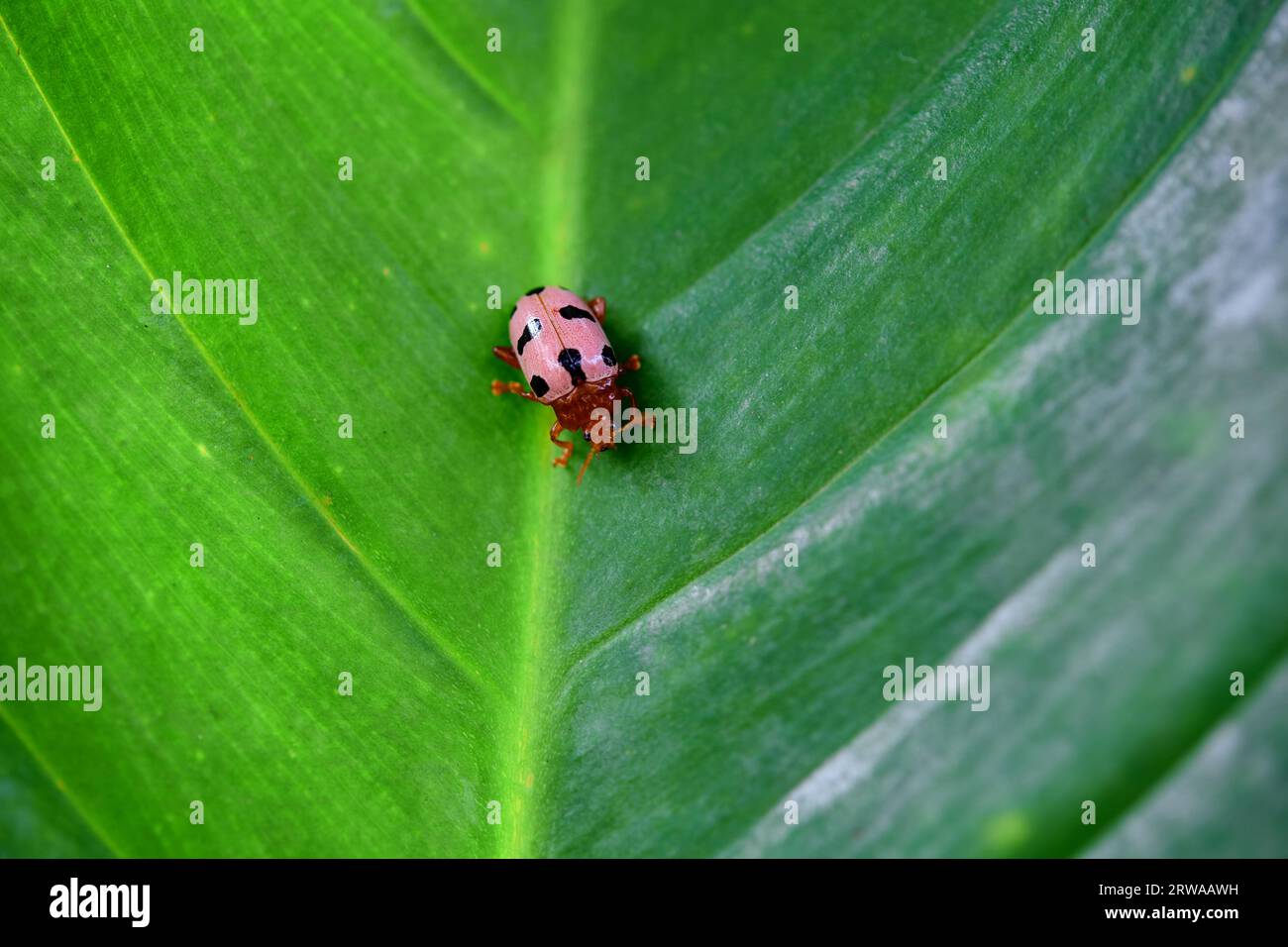 Close-up of  ladybug on green leaf Stock Photo