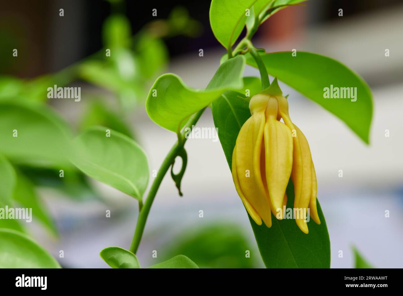 Close-up view of climbing Ylang-ylang flower blooming on tree branch Stock Photo