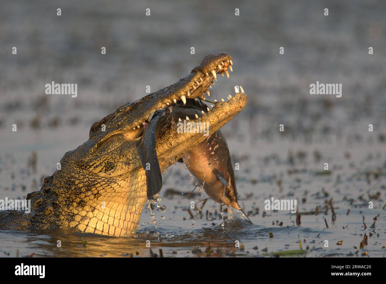 The croc carries the fish whole CHOBE ROIVER, BOTSWANAINCREDIBLE IMAGES