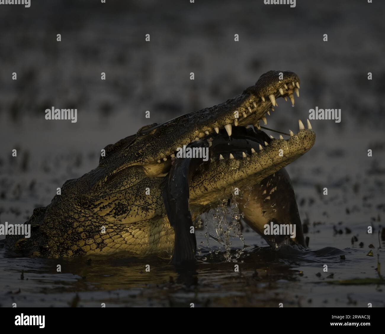 The croc and his catch CHOBE ROIVER, BOTSWANAINCREDIBLE IMAGES show a