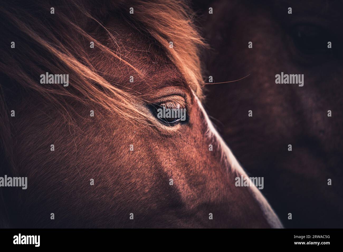 Close-up of the Eye of a Wild Pony Stock Photo